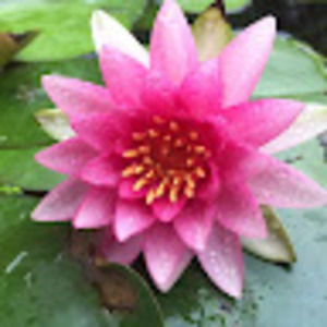 Meet your Posher, Robin